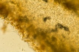 Coniophora puteana image