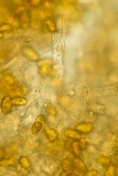 Coniophora puteana image