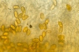 Coniophora puteana image