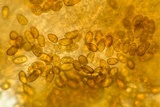 Coniophora puteana image