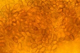Coniophora puteana image