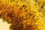 Coniophora puteana image