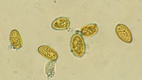 Coniophora puteana image