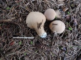 Lycoperdon molle image