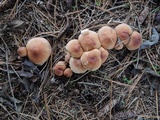 Tricholoma vaccinum image