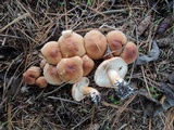 Tricholoma vaccinum image