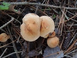 Tricholoma vaccinum image