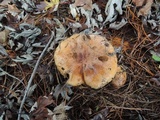Tricholoma ferrugineum image
