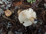 Tricholoma ferrugineum image