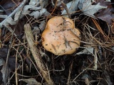 Tricholoma ferrugineum image