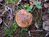 Tricholoma ferrugineum image