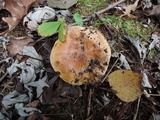 Tricholoma ferrugineum image