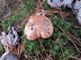 Tricholoma ferrugineum image