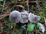Tricholoma atrosquamosum image
