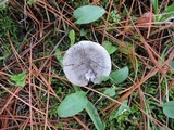 Tricholoma atrosquamosum image
