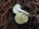 Tricholoma saponaceum image