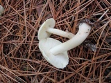 Tricholoma saponaceum image