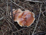 Rhodocollybia butyracea image