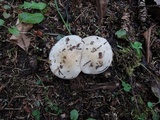Hebeloma crustuliniforme image