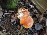 Boletus chippewaensis image