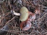 Suillus luteus image