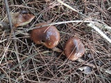 Suillus luteus image