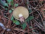 Suillus luteus image