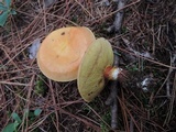 Suillus grevillei image