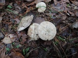 Suillus viscidus image