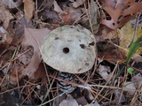 Suillus viscidus image