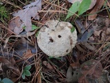 Suillus viscidus image
