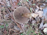 Suillus viscidus image