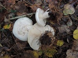 Clitocybe robusta image