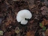 Clitocybe robusta image