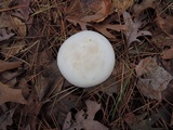 Clitocybe robusta image