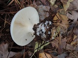 Clitocybe robusta image