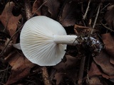 Hygrophorus agathosmus image