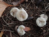 Hygrophorus agathosmus image