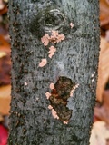 Corticium lombardiae image