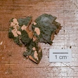 Corticium lombardiae image