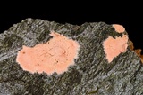 Corticium lombardiae image