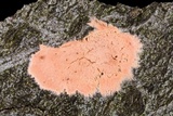 Corticium lombardiae image
