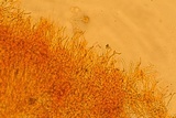Corticium lombardiae image