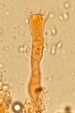 Corticium lombardiae image