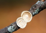 Poronidulus conchifer image