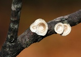 Poronidulus conchifer image