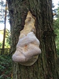 Fomitopsis mounceae image
