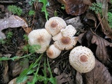 Lepiota cristata image