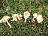 Lepiota cristata image