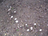 Leucopaxillus albissimus image